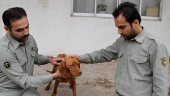 Animal Rights Activists Take to Street in Protest, Go Home with Promise of Better Future