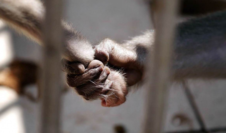 مساله اخلاقی آزمایش دردناک روی میمون ها